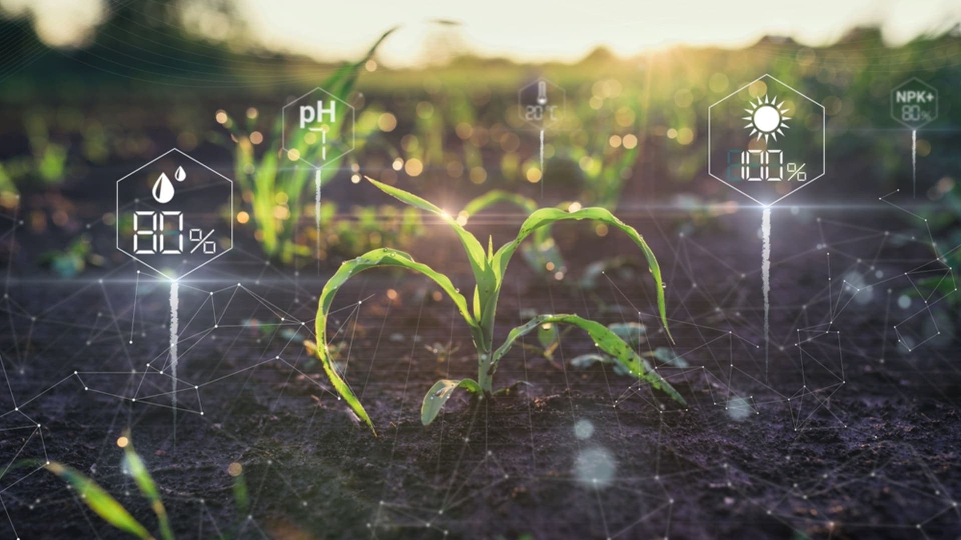 AI for Agriculture: Morocco’s Digital Farming Revolution